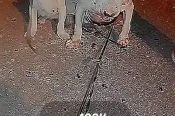Chien perdu , photo : Chien Tyson perdu à St Jorioz
