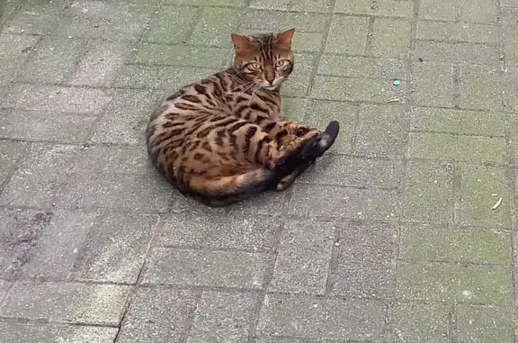 Deux Bengals perdus à Tourcoing - photo