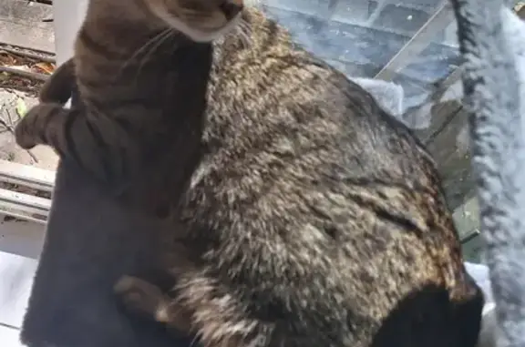 Animaux perdus Bordeaux, photo: Chat Obi perdu à St Augustin