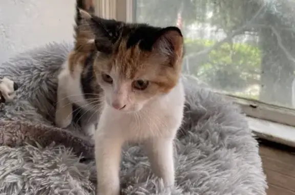 Found Calico Kitten on Universe Ave, Bakersfield!