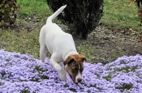 Lost Boxer/Bulldog Mix - Park Springs, NC