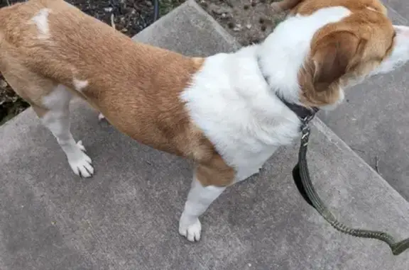 Found Young Male Dog - East Winthrope, KC!
