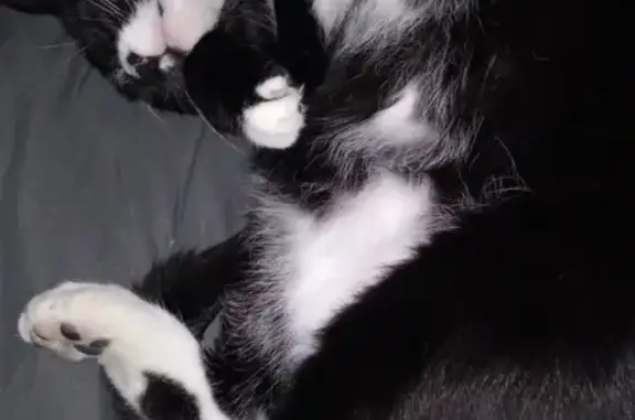 Lost Tuxedo Cat: Black & White, 17lbs - Newark