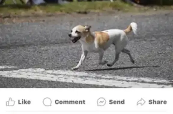 Lost Chihuahua in Cullman - Tan/White, Curly Tail!