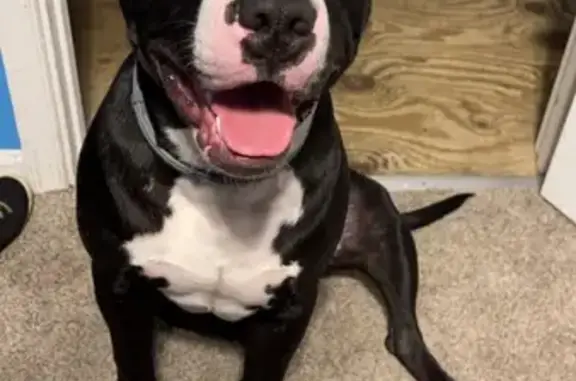 Lost Black & White Male Dog in St. Charles, MD