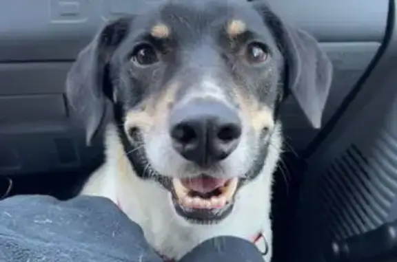 Lost Dog Alert: Black & White Male - Conyers, GA