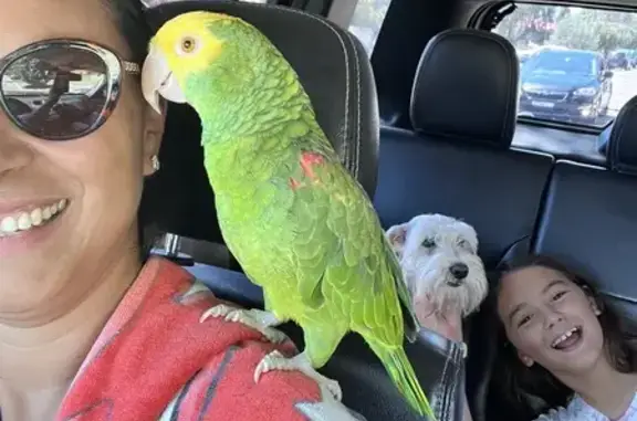 Help Find Coco: Lost Multilingual Parrot NSW