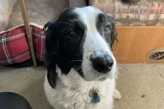 Lost Senior Dog Velvet in Hillsboro - Help!