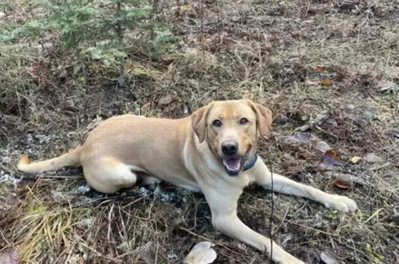 Lost Carmel Lab in Sandpoint - Help Find Him!