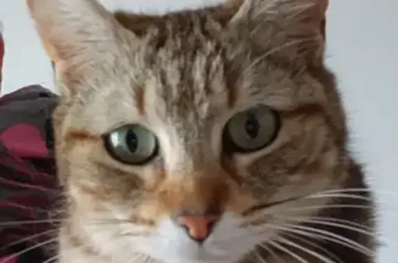 Chat trouvé Villefranque, photo: Chat perdu à Villefranque 38