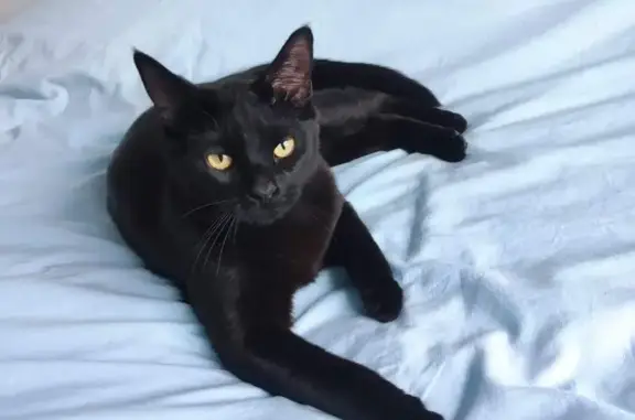 Animaux perdus Ronchin, photo: Chat noir perdu à Ronchin #73