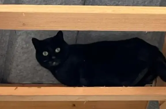 Chatte noire craintive trouvée - photo