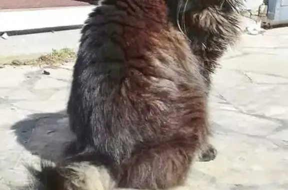 Animaux perdus Bondues, photo: Chat tigré perdu à Bondues #664