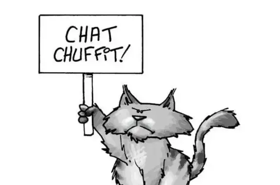 Chat tigré blessé trouvé à Arthez - photo