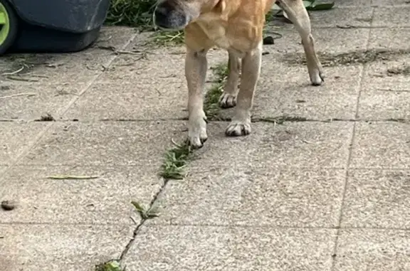 Chiot sauvé des poubelles au Bourg-Sud - photo