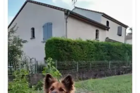 Chien perdu Châteaugay, photo : Chien fui l'orage - Châteaugay