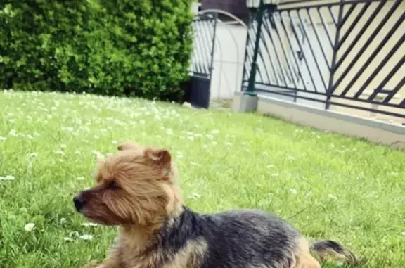 Chien perdu Soisy-sous-Montmorency, photo : Yorkshire Terrier Perdu à Soisy