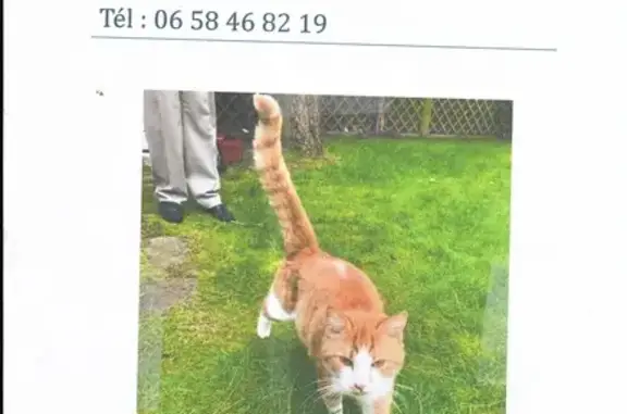 Chaton roux et blanc perdu à Wasquehal - photo