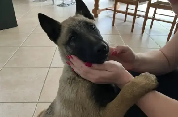 Chiot Malinois Trouvé à L'Isle - photo