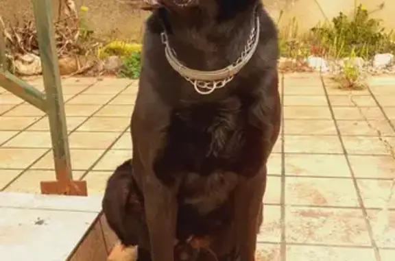 Labrador noir perdu à Pailhes - photo