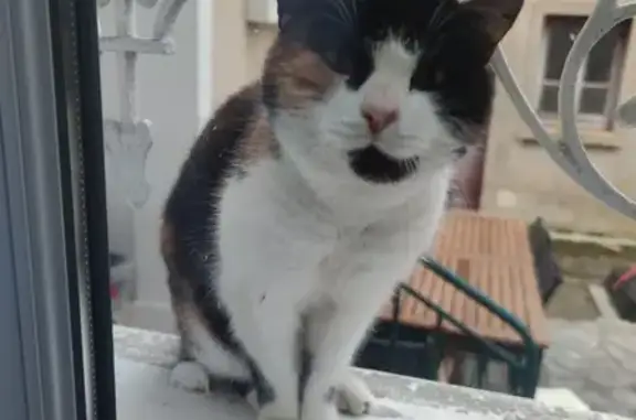 Chat errant fidèle à Lésigny - photo