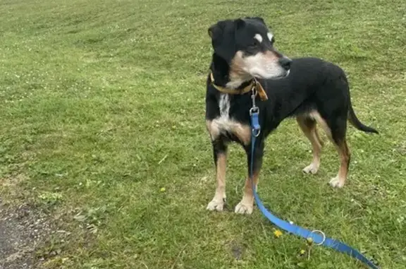 Animaux trouvés Gacé, photo: Chien perdu à Gacé retrouvé