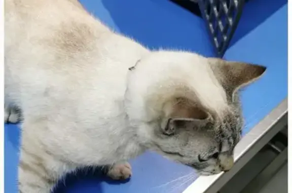 Animaux perdus Étaules, photo: Chat Siamois Bleu Perdu: Vanille