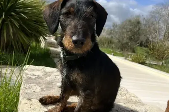 Chien perdu Nouvelle-Aquitaine, photo : Chien perdu à Lège-Cap-Ferret