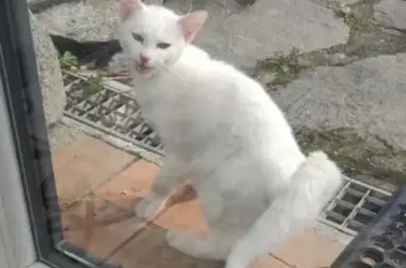 Chat retrouvé à Saint-Maurice - photo