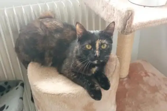 Chatte perdue à Orchies retrouvée - photo