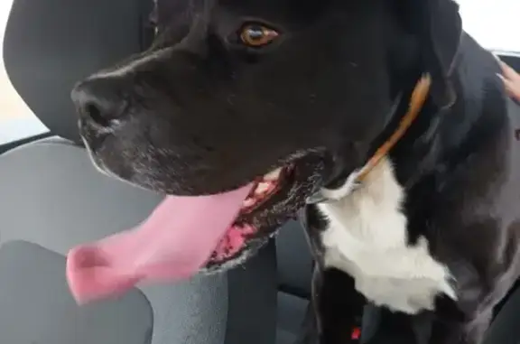 Chien trouvé , photo: Trouvé: Cane Corso mâle D6015