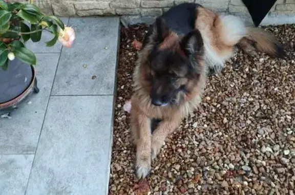 Berger retrouvé à Fille-sur-Sarthe - photo
