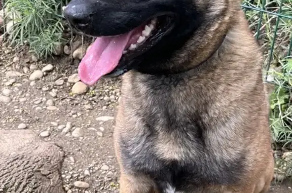 Chien perdu sans médaille à Vernaison - photo