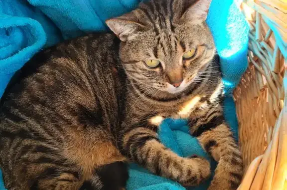 Chat perdu, Marseille Bompard, photo: Chatte tigrée perdue à Marseille