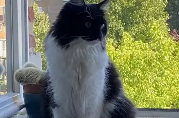 Animaux perdus Wambrechies, photo: Chatte Mouffette perdue à Wambrechies