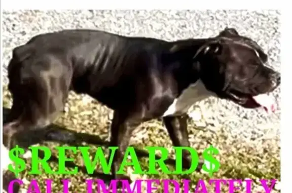 Lost Friendly Black Bulldog - Port Matilda