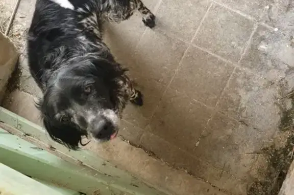 Chien perdu à Orbigny retrouvé - photo