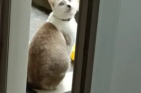 Chat trouvé Knutange, photo: Chatte beige trouvée à Knutange