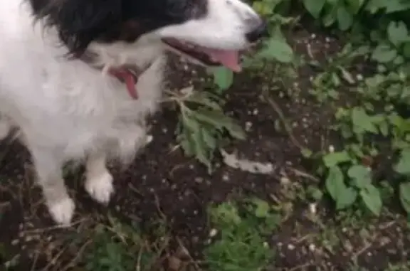 Chien berger noir/blanc trouvé - photo