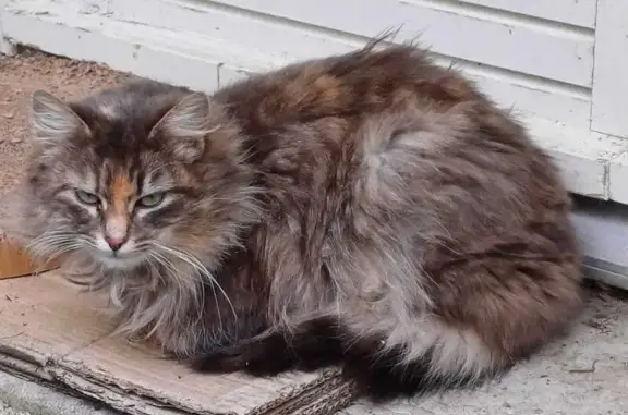 Chat à poils longs trouvé à Chanverrie - photo