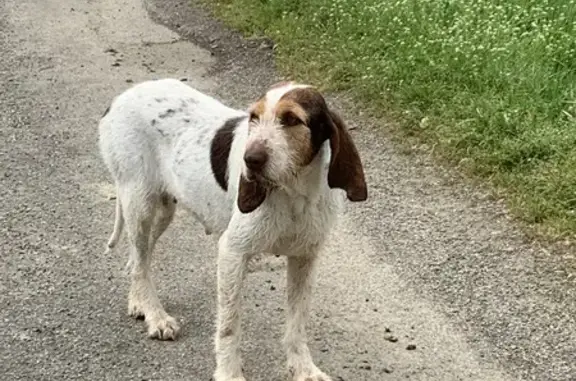 Chien blanc tacheté trouvé à Finhan - photo