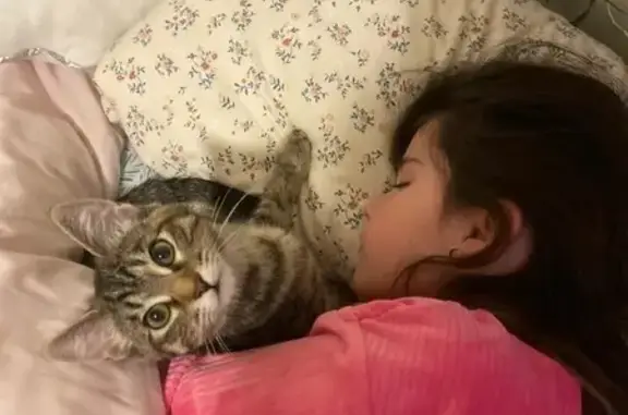 Lost and found pets , photo: Lost Kitten Alert: Gray & White Raily in Springville!