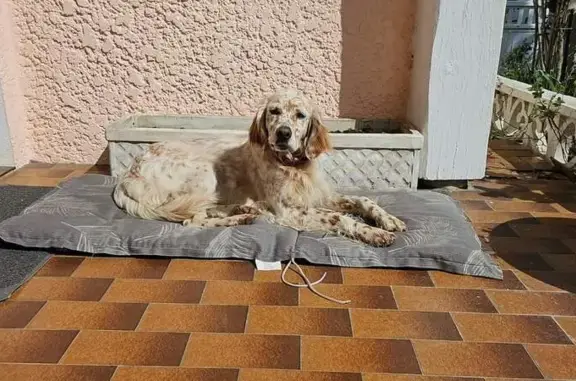 Animaux trouvés Labouheyre, photo: Chien boiteux trouvé à Labouheyre