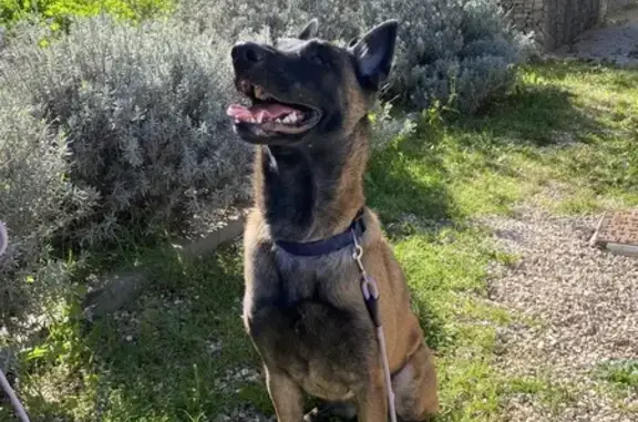 Chien Malinois Nala trouvé à Pégomas - photo
