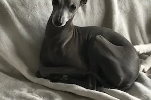 Animaux perdus Le Pellerin, photo: Jules, lévrier gris perdu au Pellerin