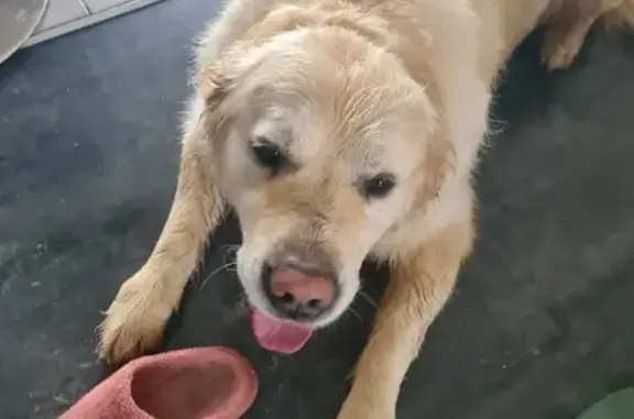 Chien trouvé , photo: Golden Retriever perdu à Plaine-Walsch