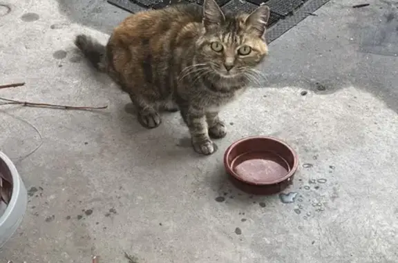 Chat tigré trouvé à Annonay - photo