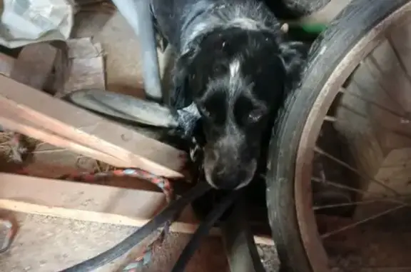 Chien noir et blanc perdu - photo