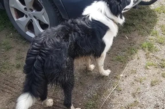 Chien noir et blanc trouvé - photo