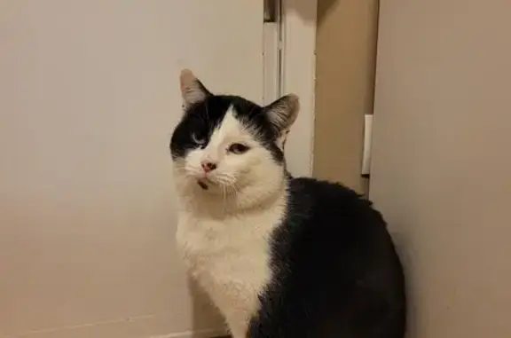 Animaux perdus Yzeure, photo: Chat Minni perdu à Yzeure